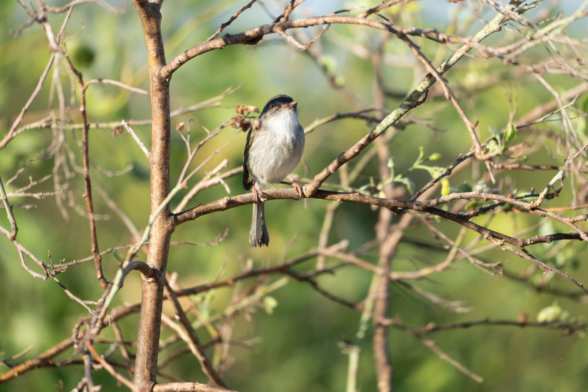 Pearly-vented Tody-Tyrant (Hemitriccus margaritaceiventer), photo 10
