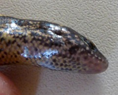 Oligosoma aeneum