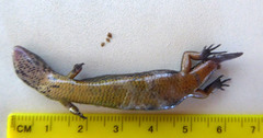 Oligosoma aeneum