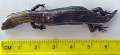 Oligosoma aeneum