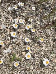 Eriophyllum wallacei rubellum