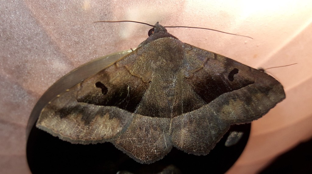 Ferguson's Epidromia Moth