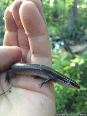 Plestiodon tetragrammus brevilineatus