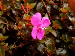 Heterocentron elegans