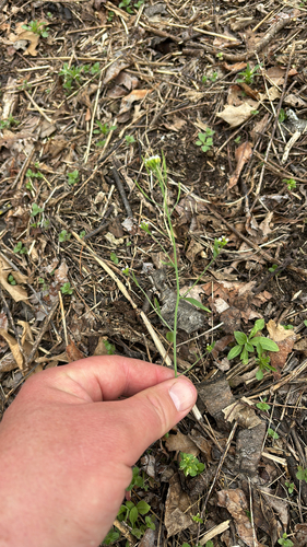 iNaturalist observation photo of mouse-ear cress