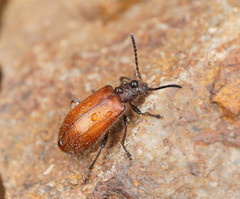 Metriolagria affinis