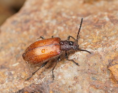 Metriolagria affinis