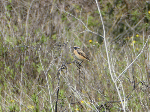 Whinchat (Saxicola rubetra), photo 8