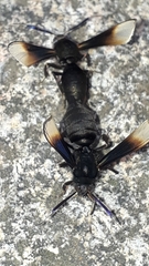 Myrmecopsis strigosa