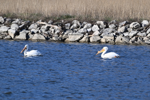 American White Pelican photographed in Indiana