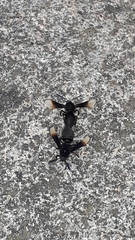 Myrmecopsis strigosa