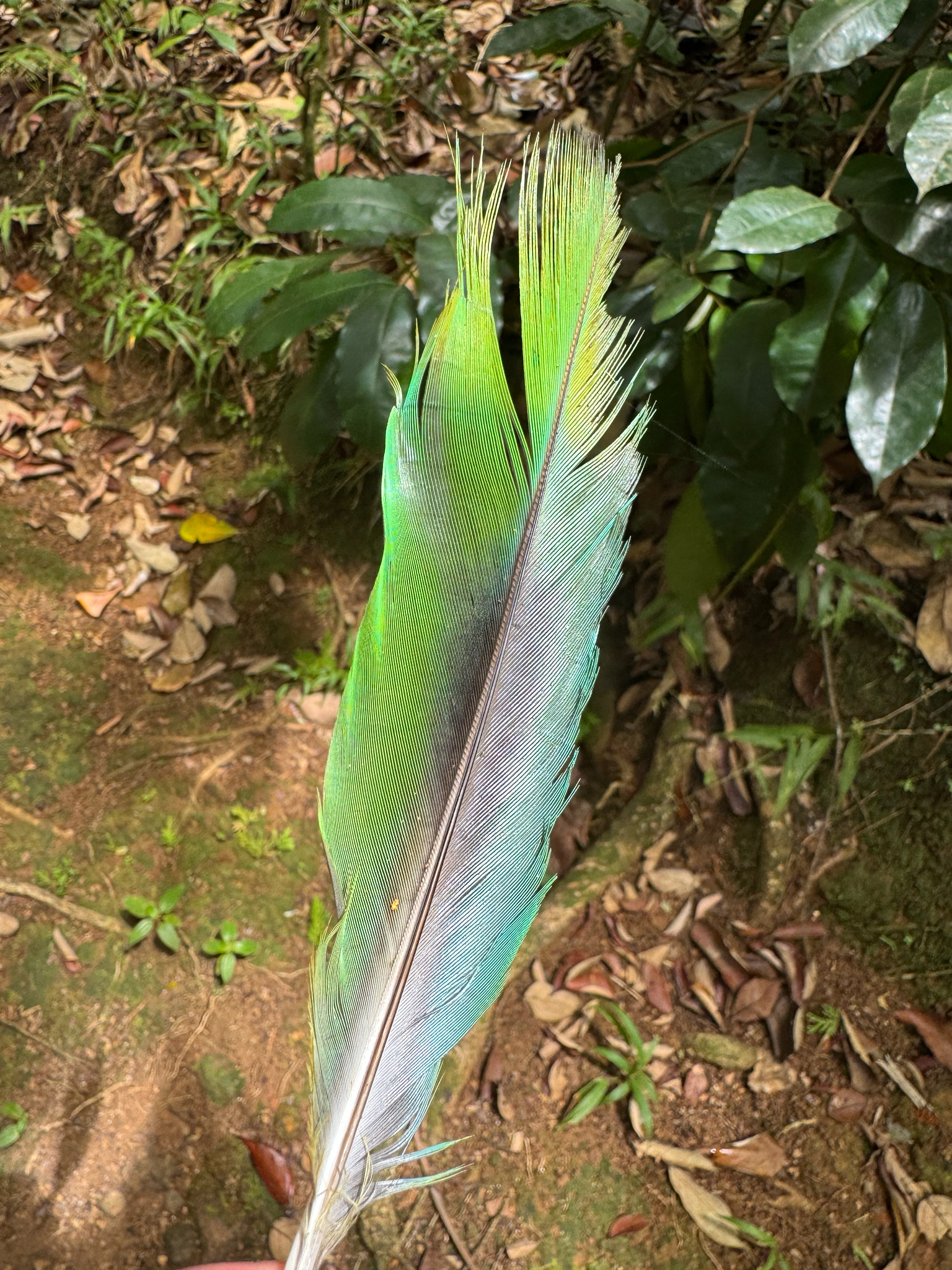 St. Lucia Amazon (Amazona versicolor), photo 7