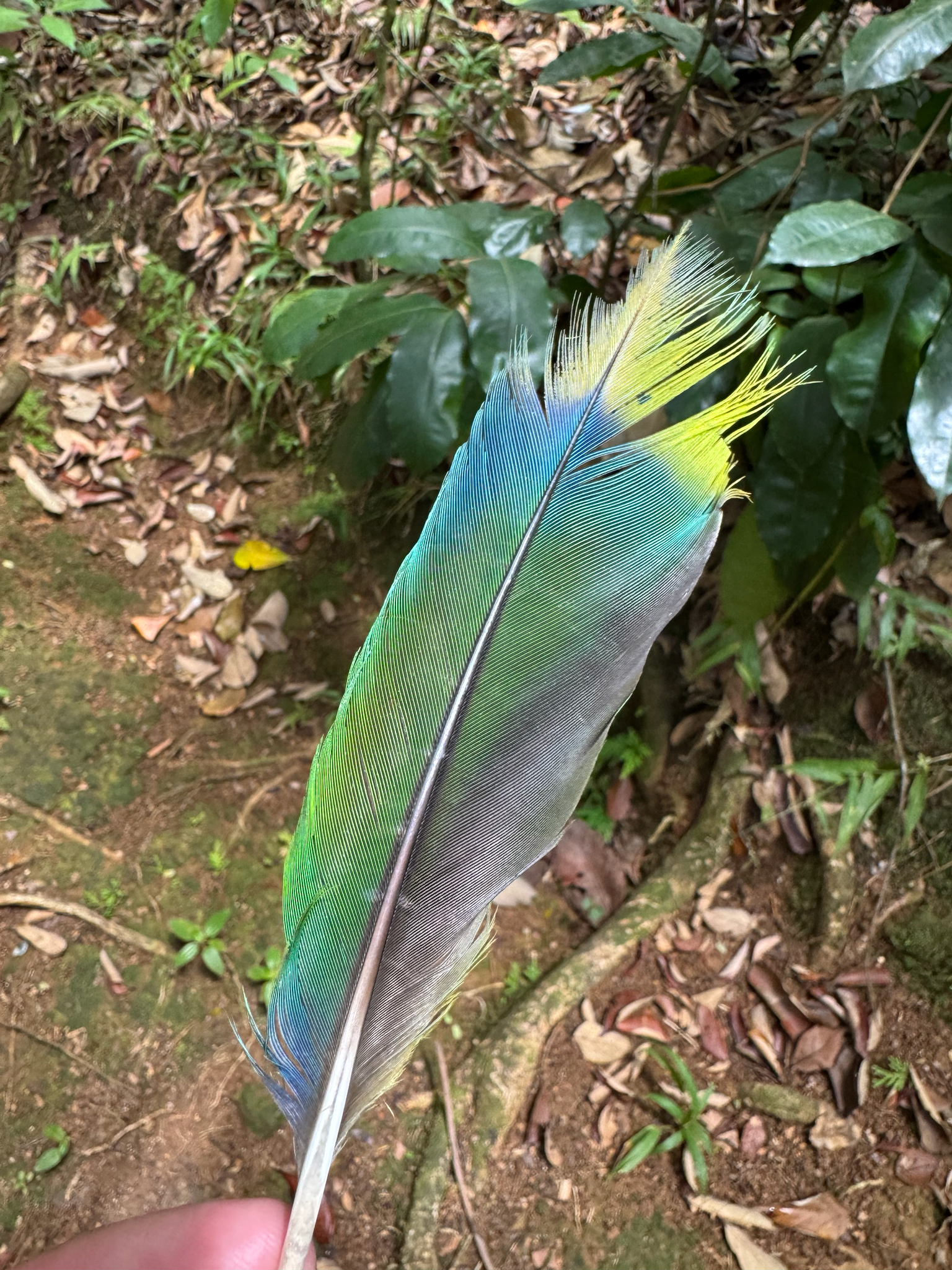 St. Lucia Amazon (Amazona versicolor), photo 4