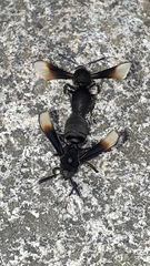 Myrmecopsis strigosa