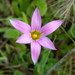 Romulea rosea - Photo (c) Don Loarie,  זכויות יוצרים חלקיות (CC BY), uploaded by Don Loarie