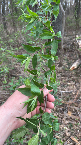 iNaturalist observation photo of Amur honeysuckle