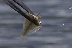 Citharichthys stigmaeus