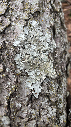 iNaturalist observation photo of Ruffle Lichens