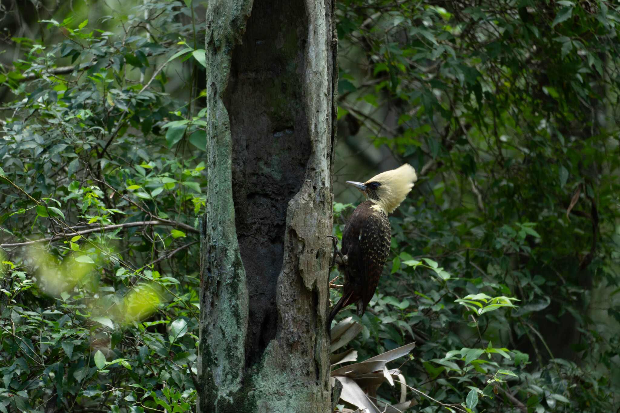 Pale-crested Woodpecker (Celeus lugubris), photo 1