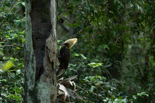 Pale-crested Woodpecker (Celeus lugubris), photo 5
