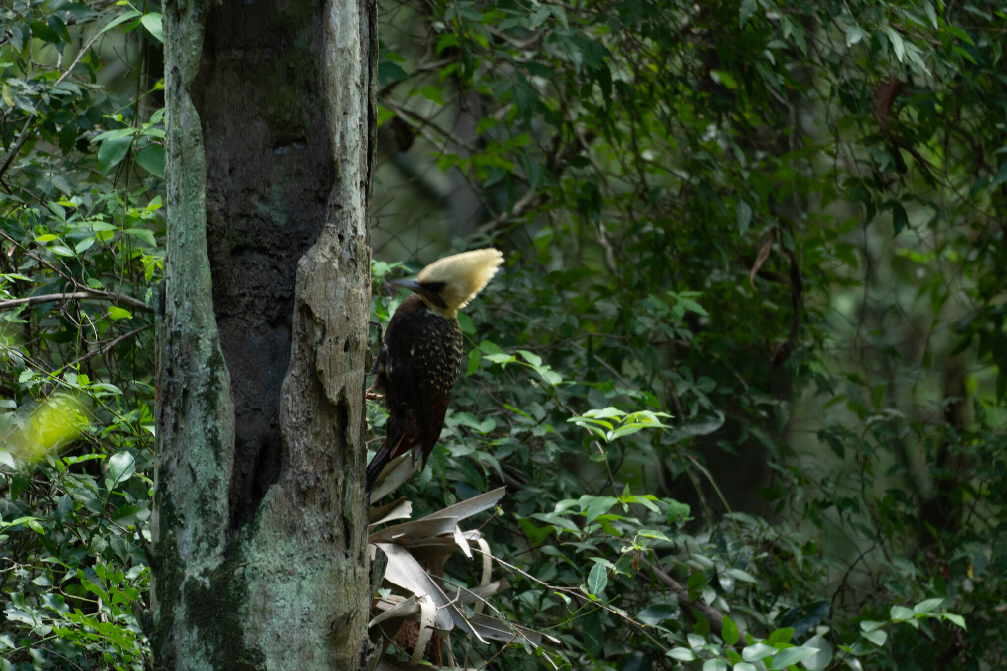 Pale-crested Woodpecker (Celeus lugubris), photo 3