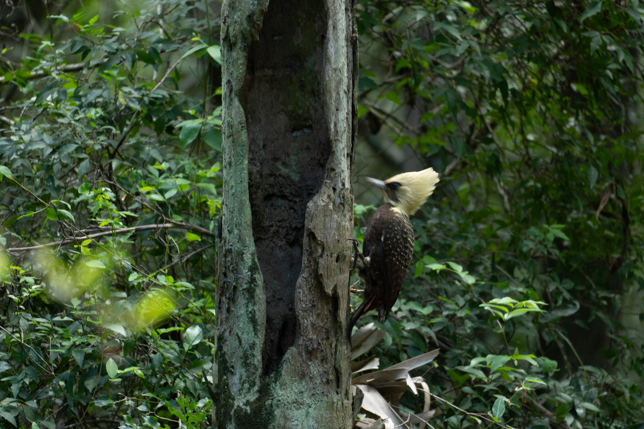 Pale-crested Woodpecker (Celeus lugubris), photo 2