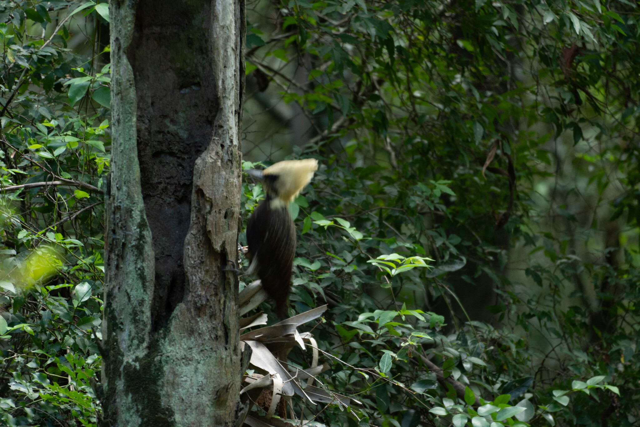 Pale-crested Woodpecker (Celeus lugubris), photo 4