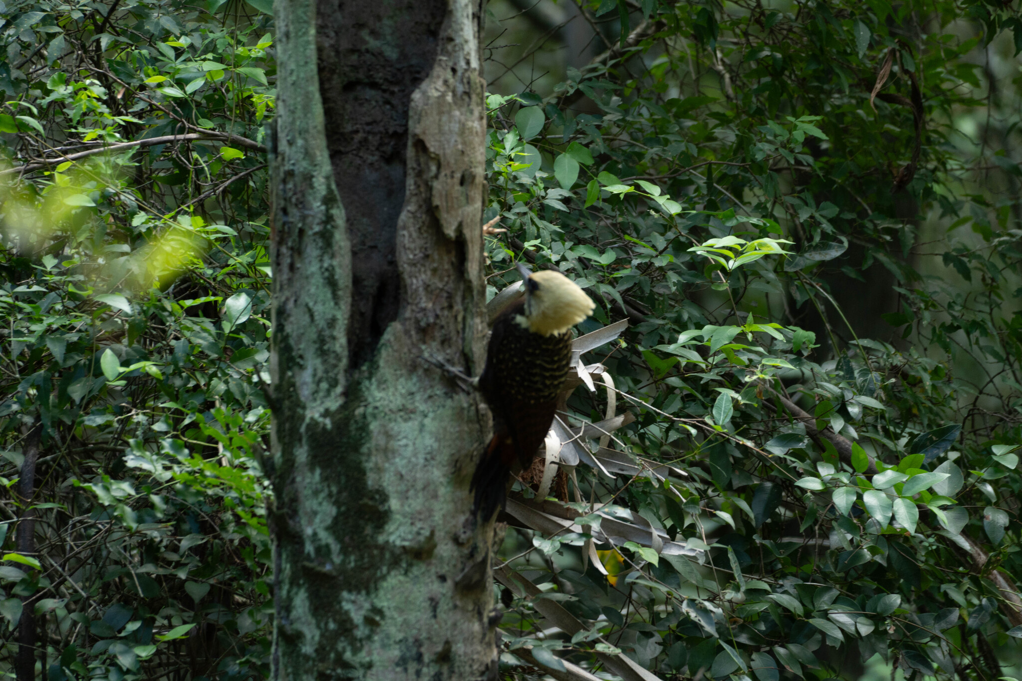 Pale-crested Woodpecker (Celeus lugubris), photo 5