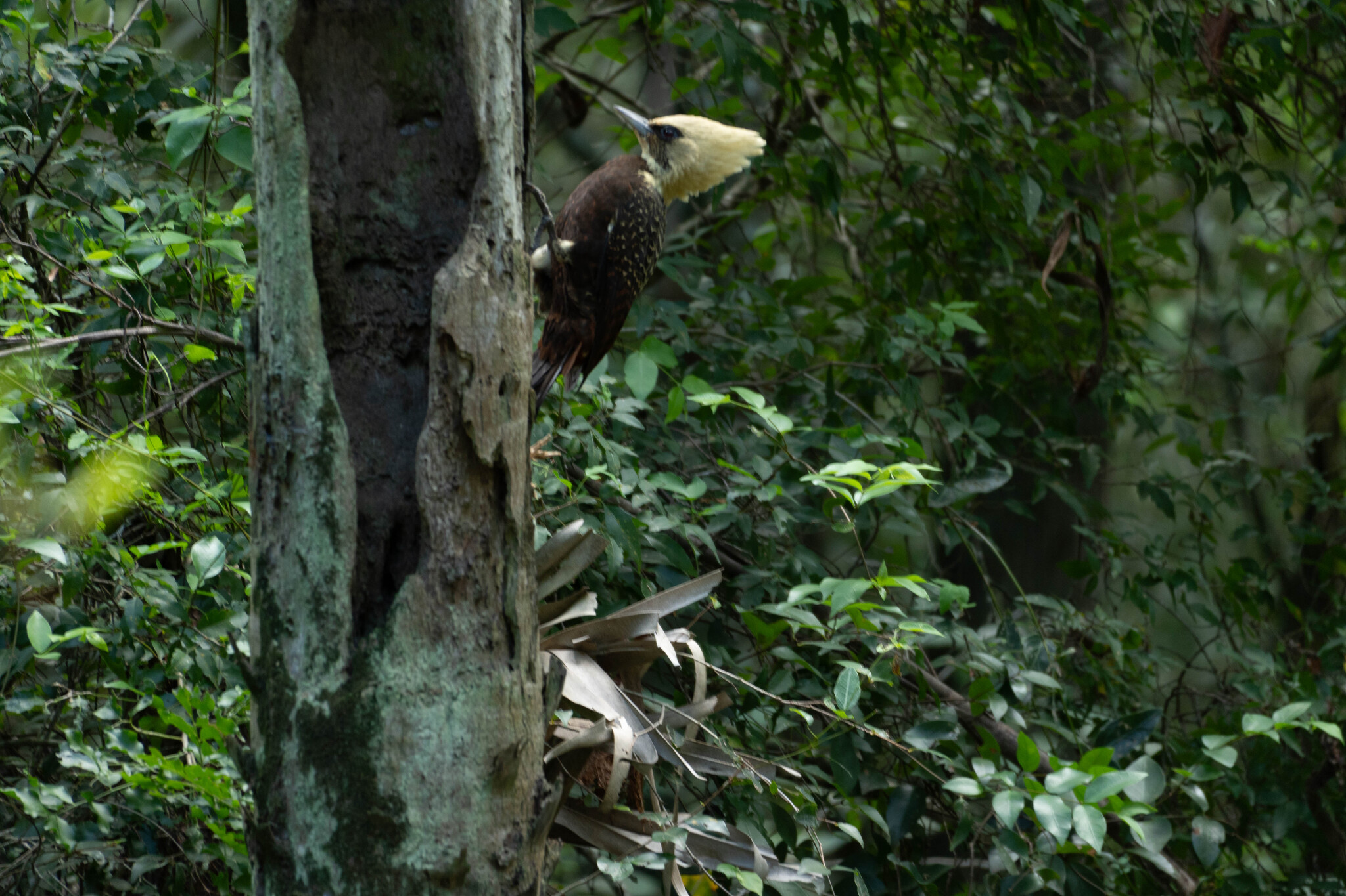 Pale-crested Woodpecker (Celeus lugubris), photo 7