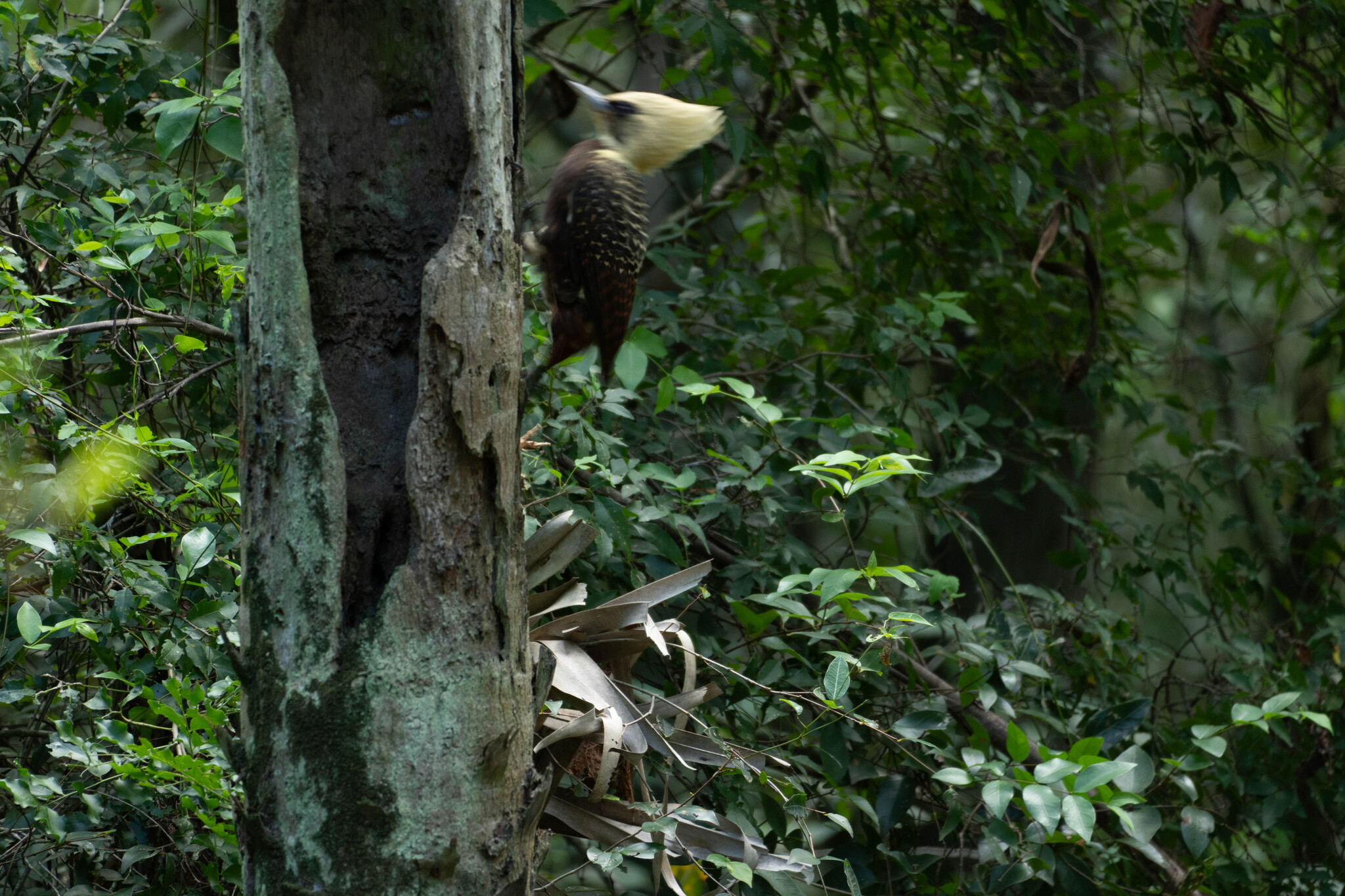 Pale-crested Woodpecker (Celeus lugubris), photo 6