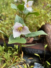 Pseudotrillium rivale