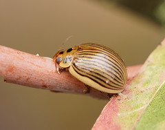 Paropsisterna intacta