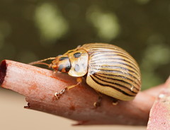Paropsisterna intacta