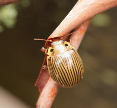 Paropsisterna intacta