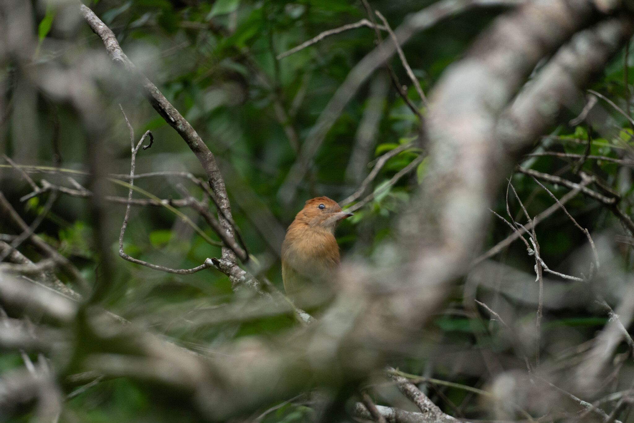 Rufous Casiornis (Casiornis rufus), photo 1