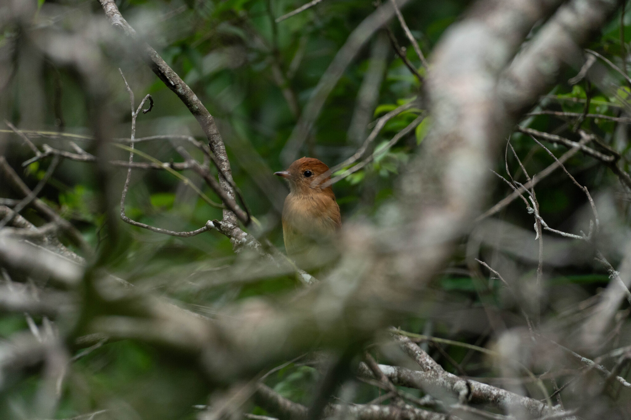 Rufous Casiornis (Casiornis rufus), photo 2