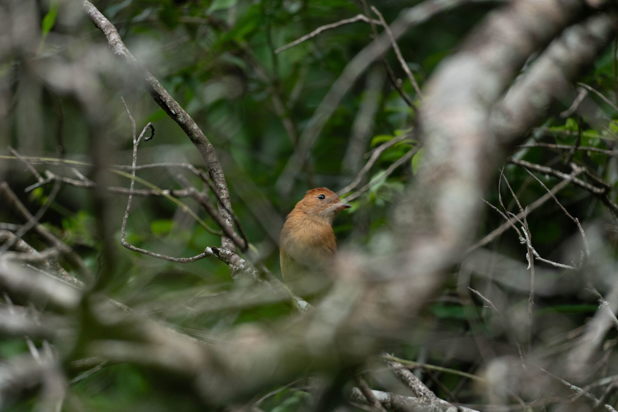 Rufous Casiornis (Casiornis rufus), photo 7