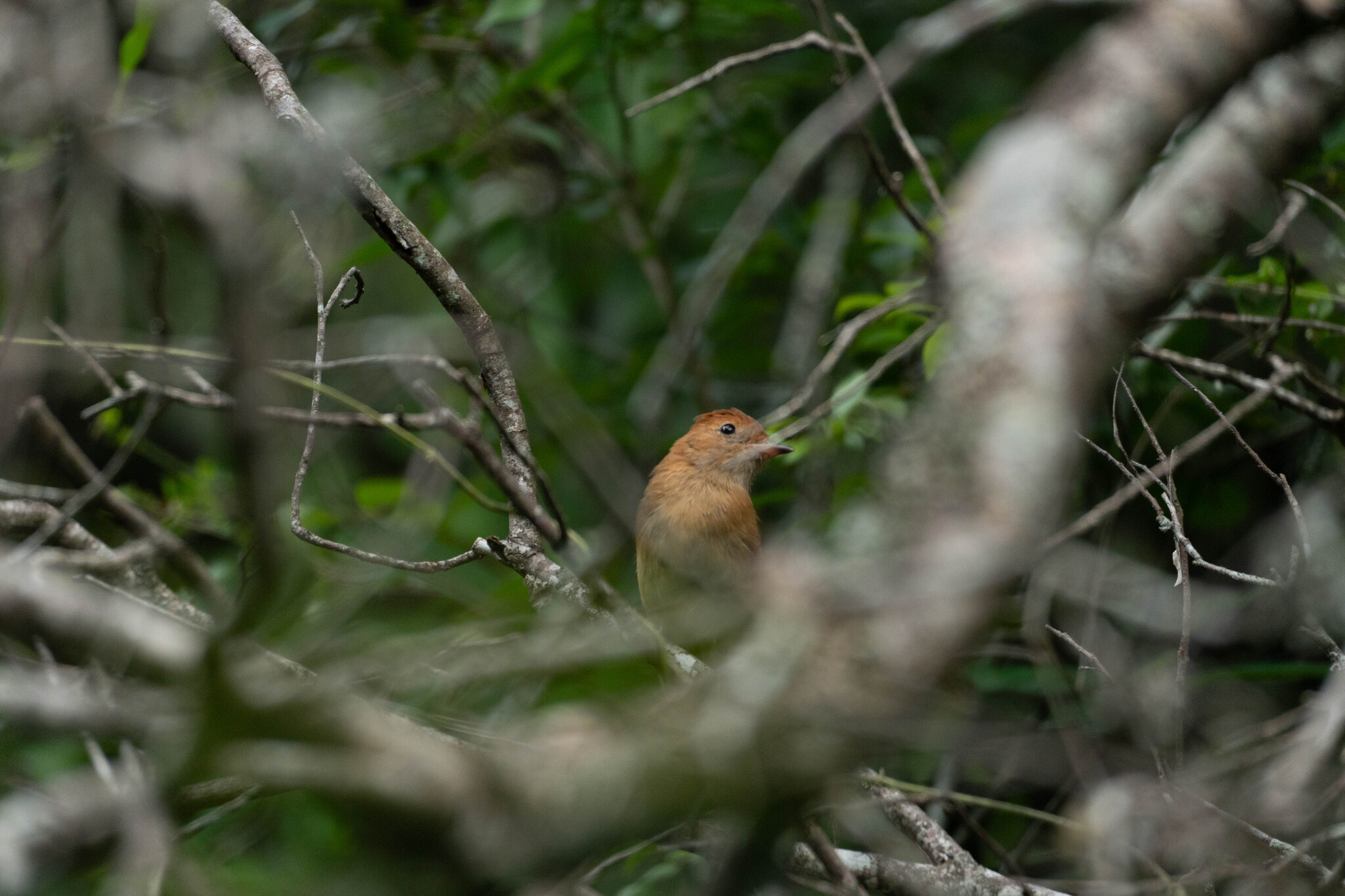 Rufous Casiornis (Casiornis rufus), photo 8