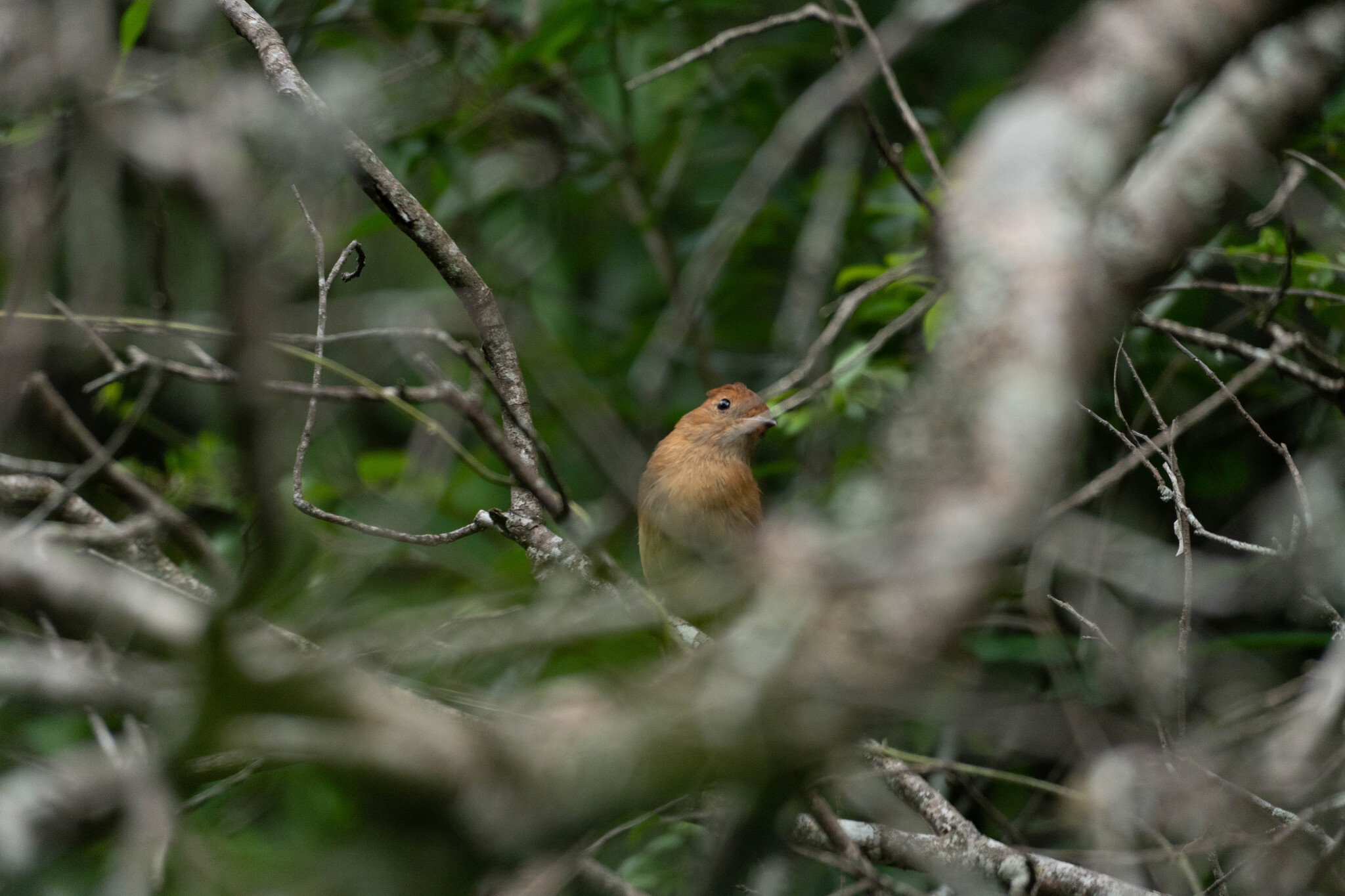 Rufous Casiornis (Casiornis rufus), photo 9