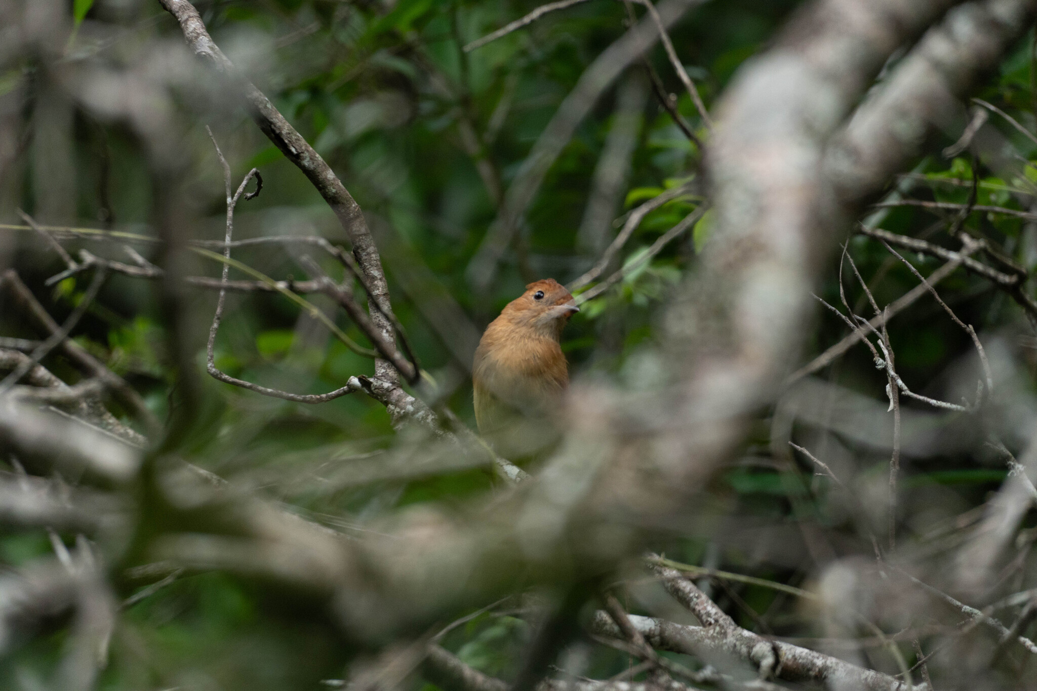 Rufous Casiornis (Casiornis rufus), photo 10
