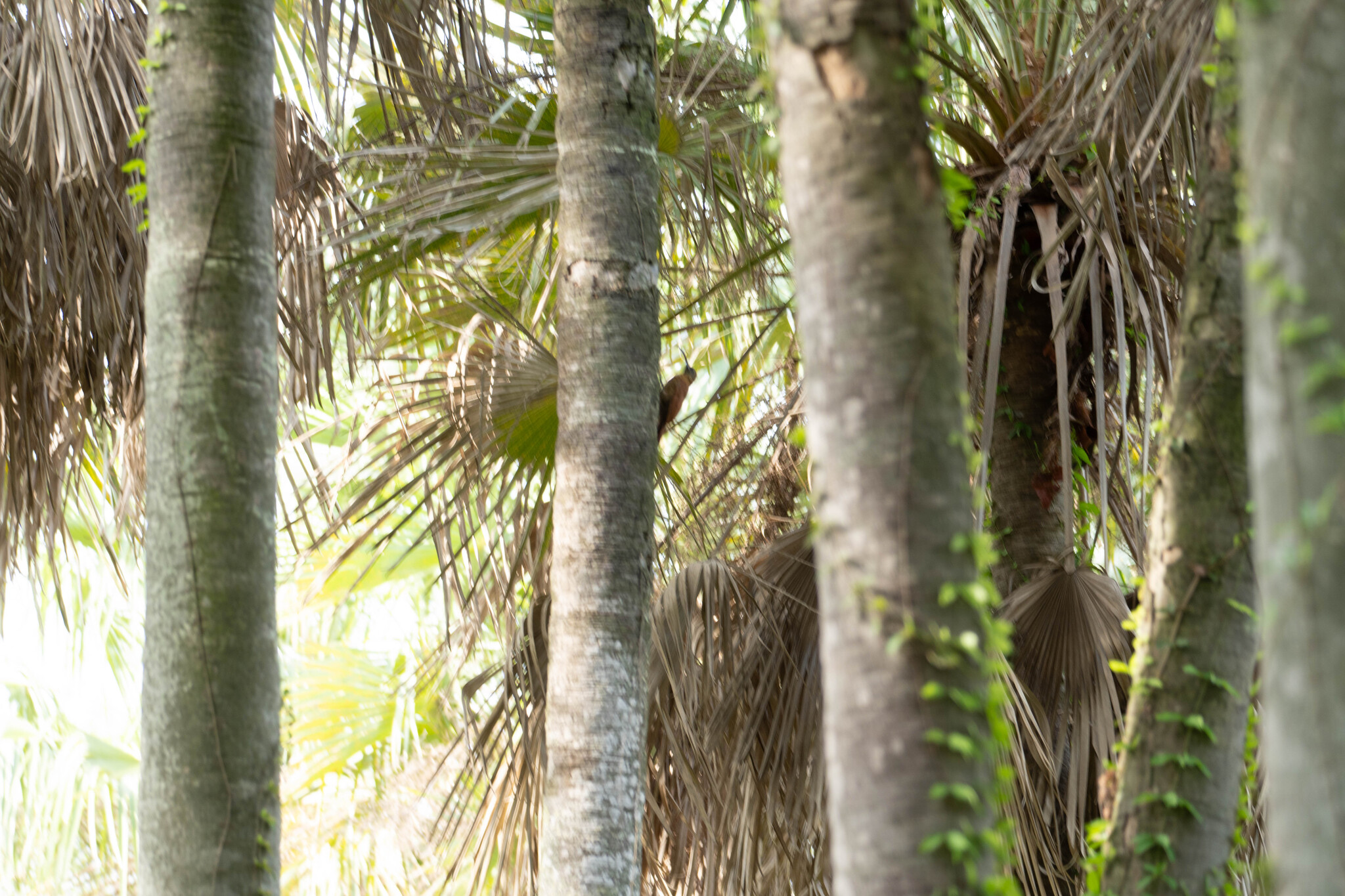 Red-billed Scythebill (Campylorhamphus trochilirostris), photo 2