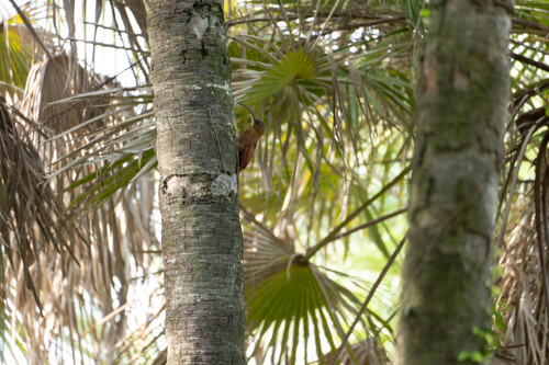 Red-billed Scythebill (Campylorhamphus trochilirostris), photo 4