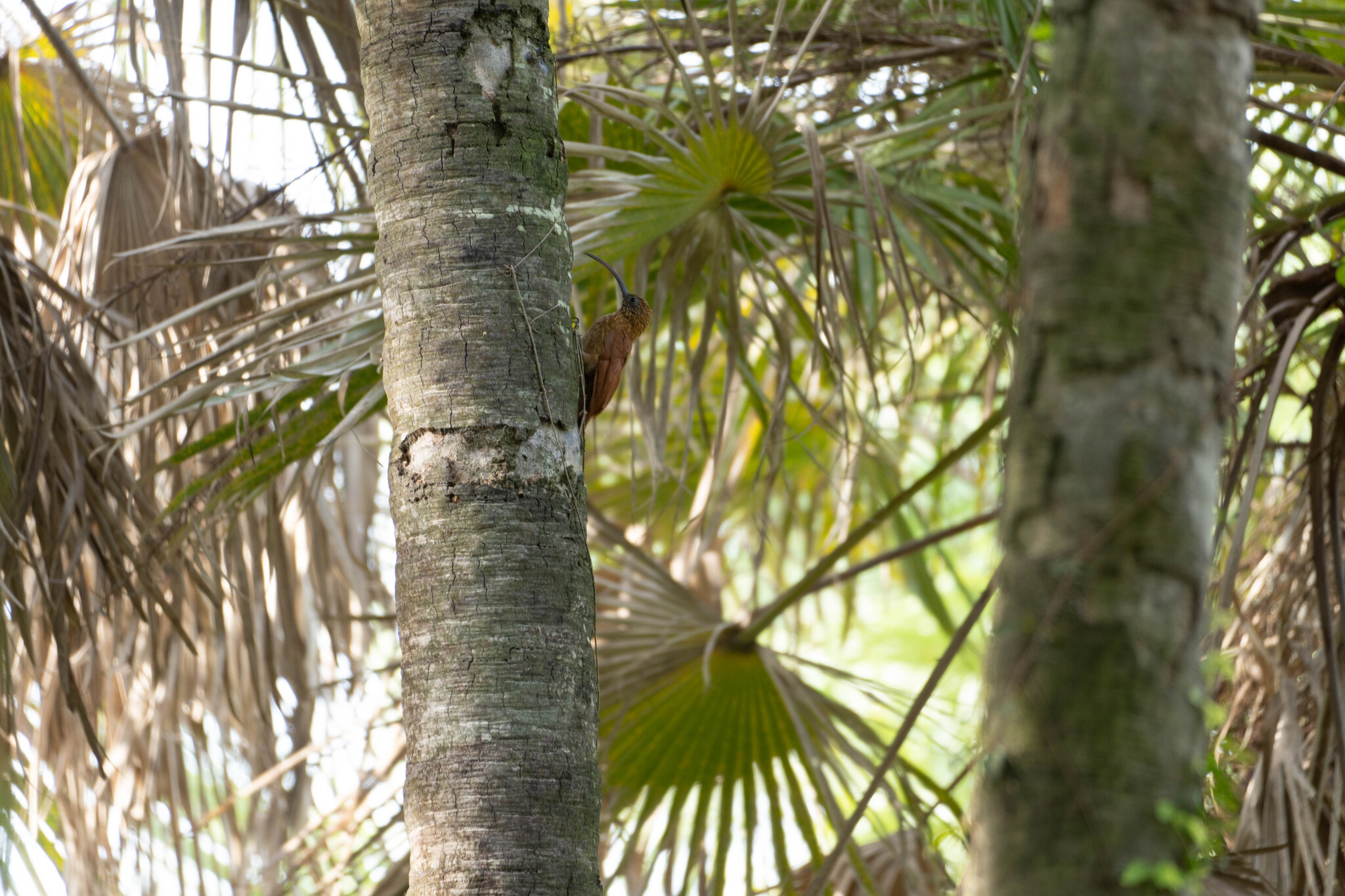 Red-billed Scythebill (Campylorhamphus trochilirostris), photo 3