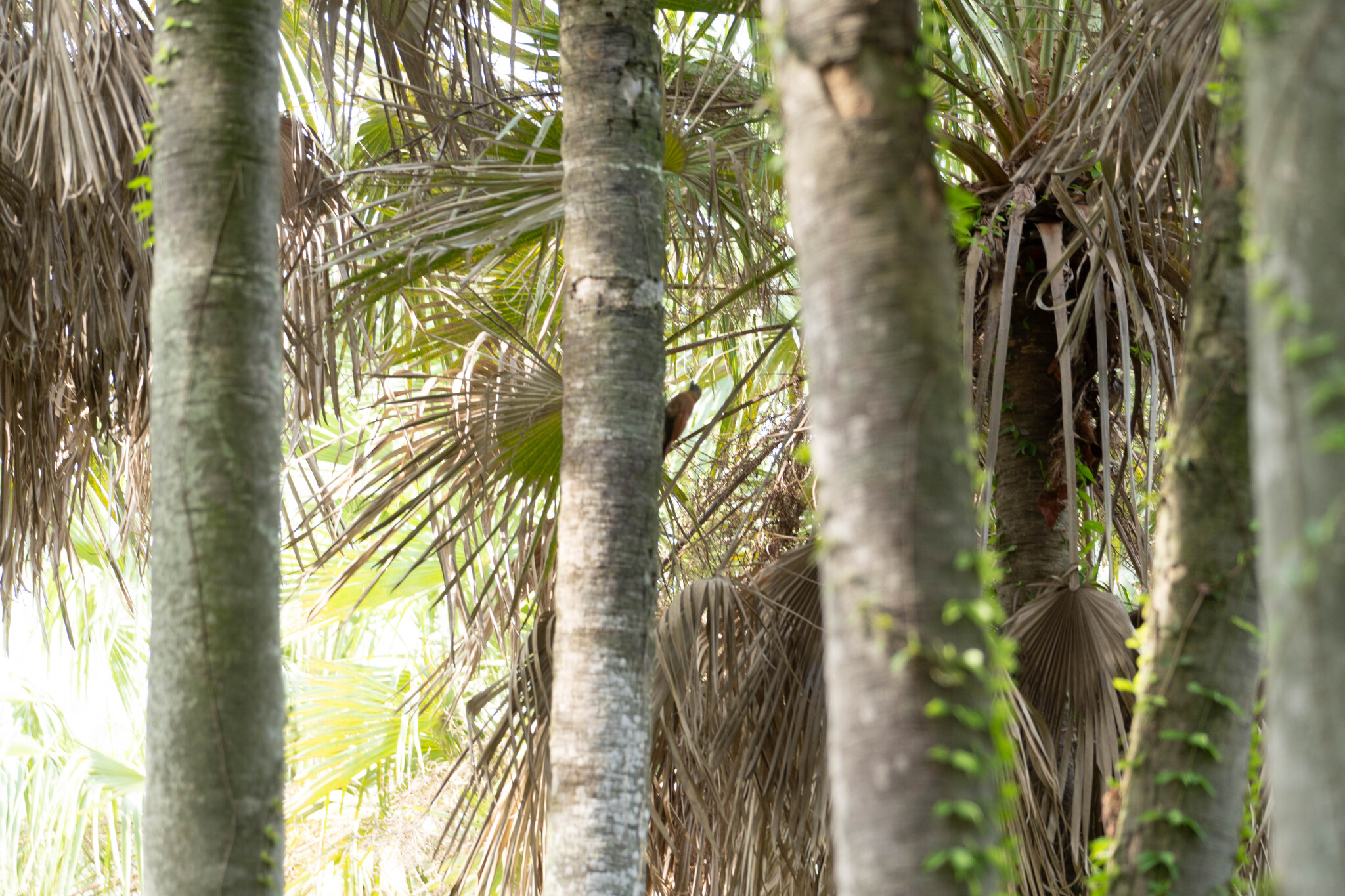 Red-billed Scythebill (Campylorhamphus trochilirostris), photo 5