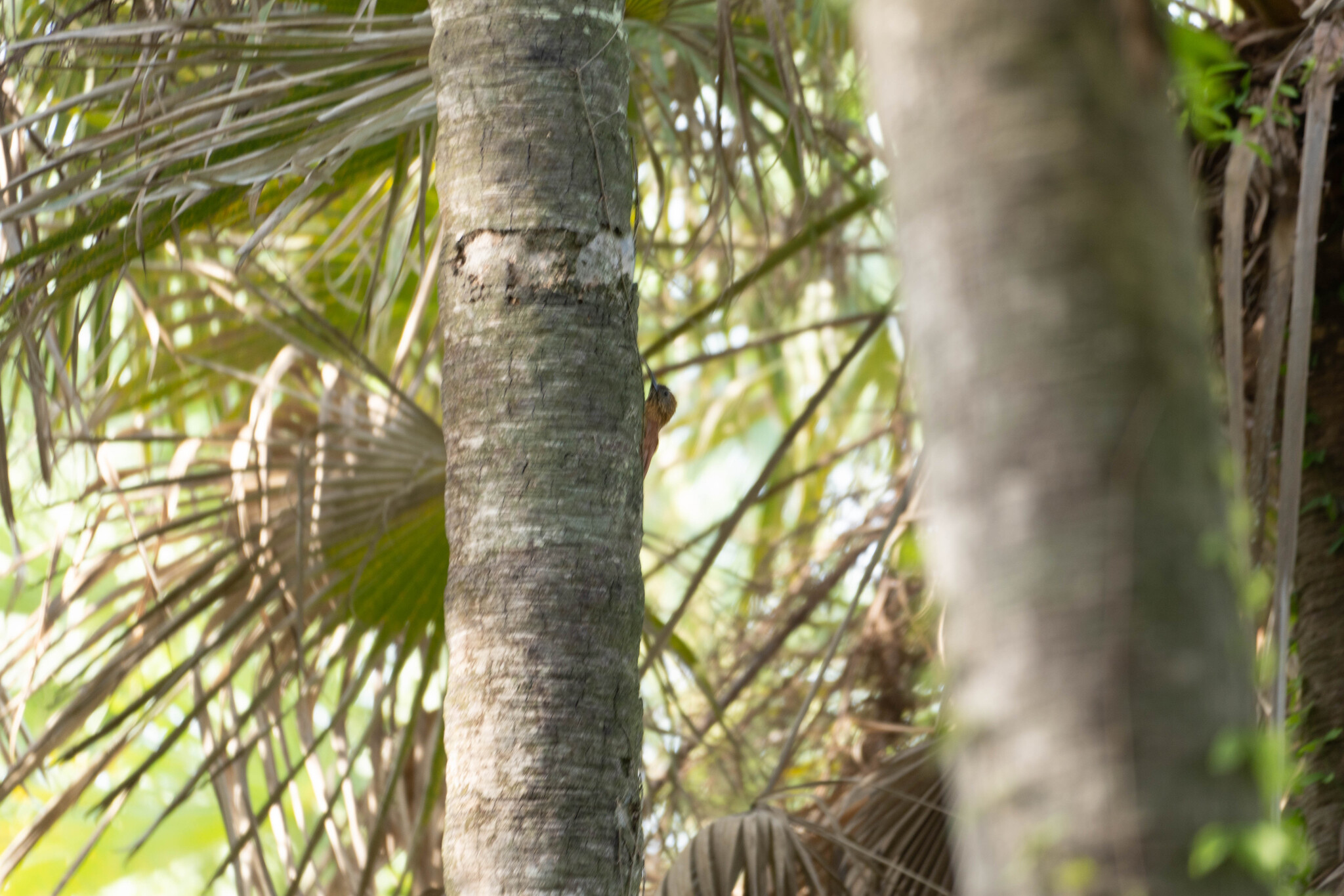 Red-billed Scythebill (Campylorhamphus trochilirostris), photo 6