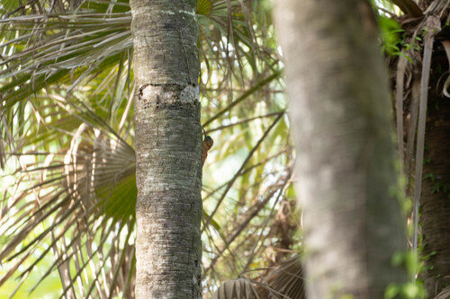 Red-billed Scythebill (Campylorhamphus trochilirostris), photo 8