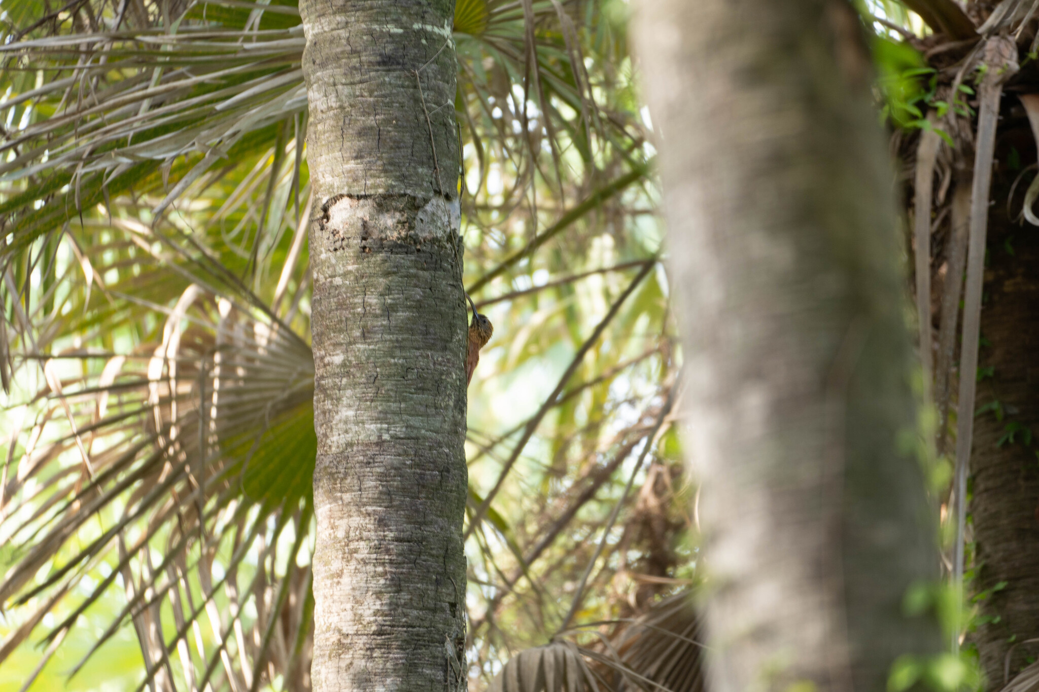 Red-billed Scythebill (Campylorhamphus trochilirostris), photo 7