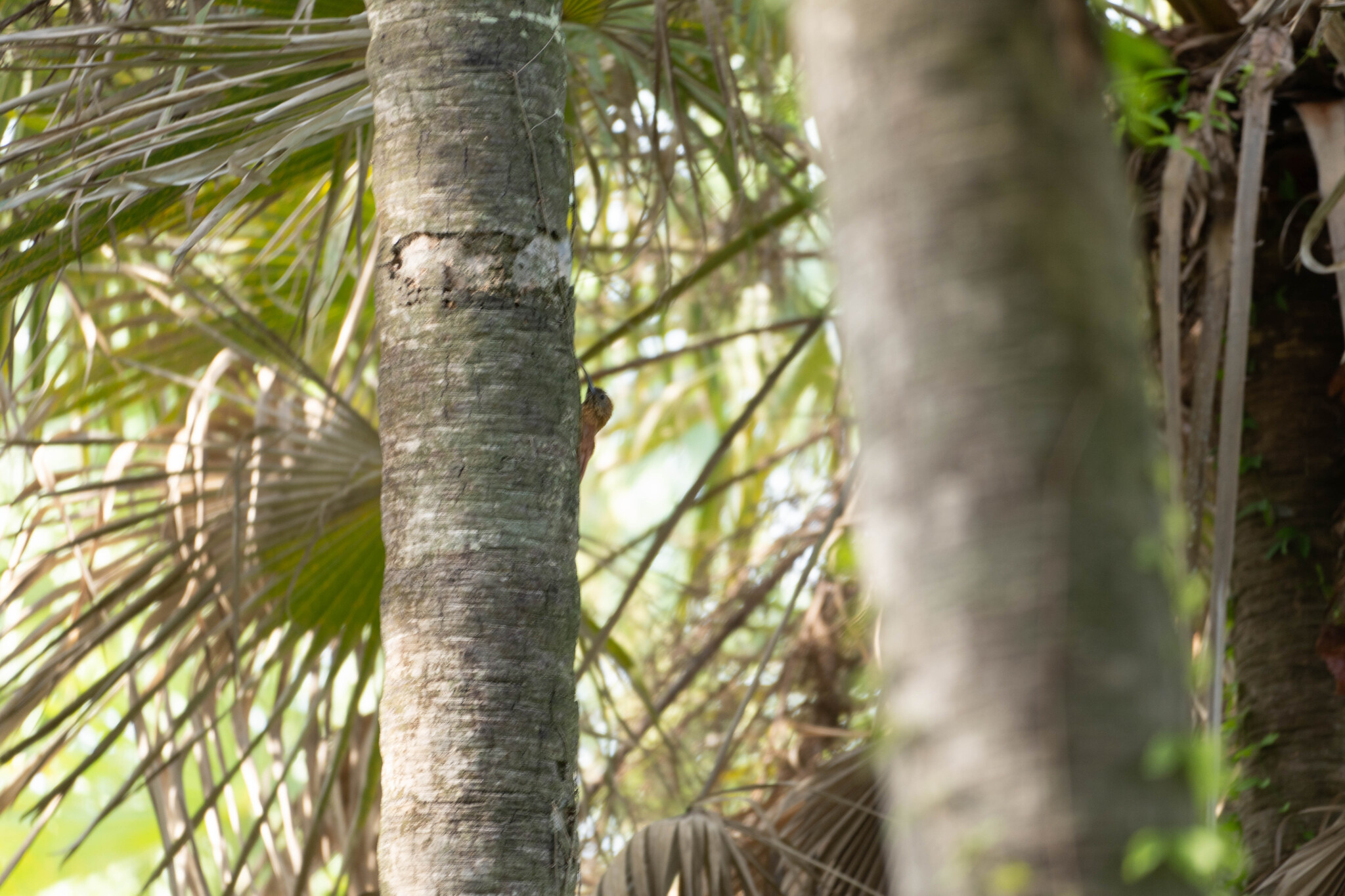 Red-billed Scythebill (Campylorhamphus trochilirostris), photo 8