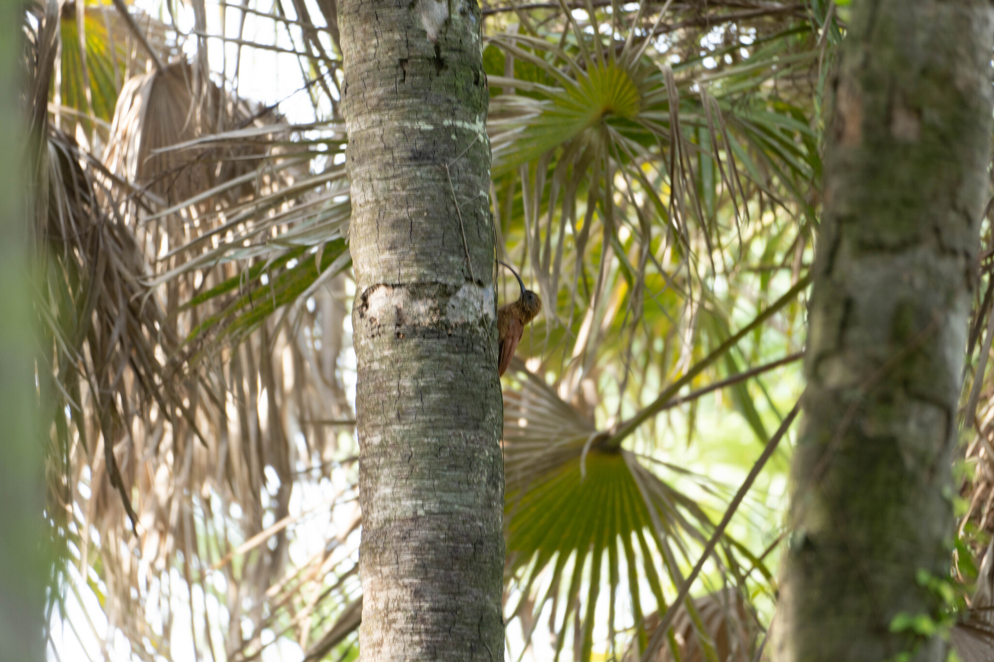 Red-billed Scythebill (Campylorhamphus trochilirostris), photo 9