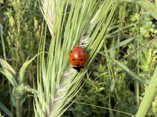 Seven-spotted Lady Beetle